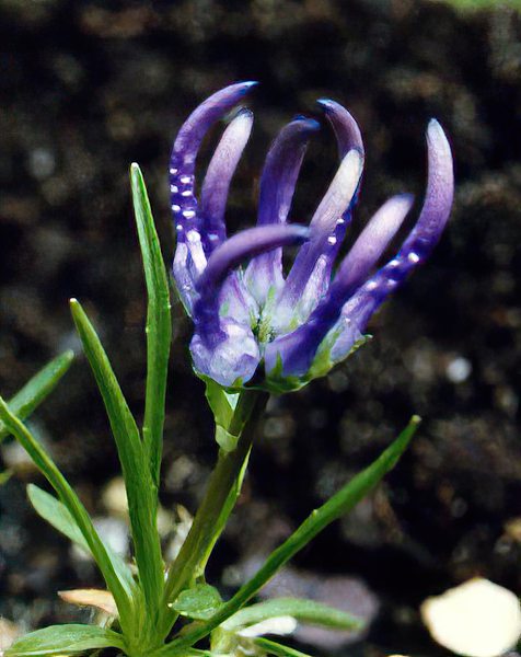 Phyteuma hemisphaericum photo